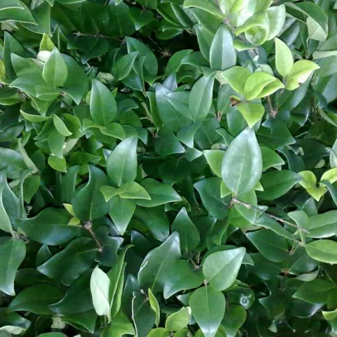 Ligustrum lucidum