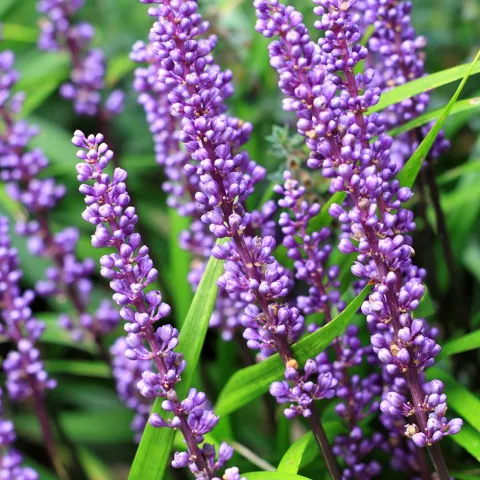 Liriope muscari