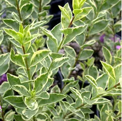 Ligustrum oval. 'Argenteum'