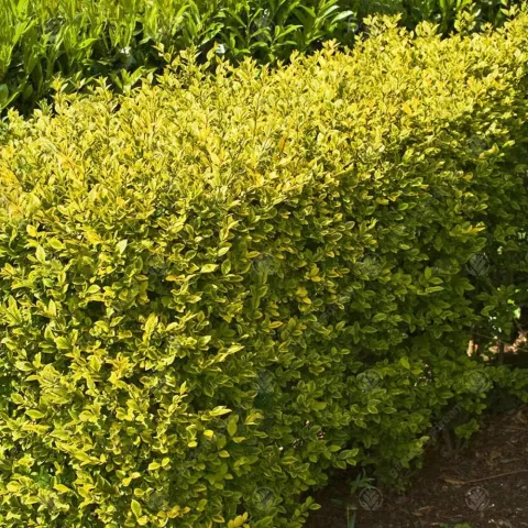 Ligustrum oval. 'Aureum'