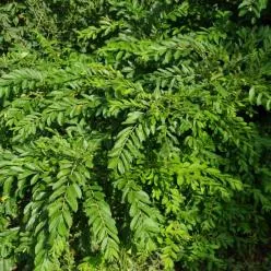 Ligustrum obtus. 'Regelianum'