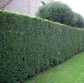 Ligustrum ovalifolium