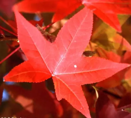 Liquidambar styr. 'Broadsman'