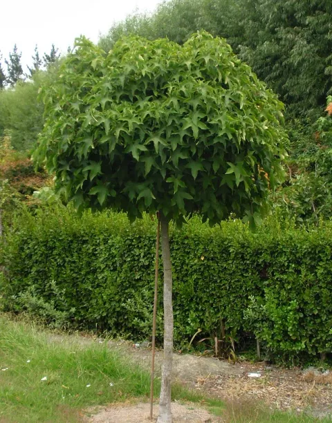 Liquidambar styraciflua 'Gum Ball'