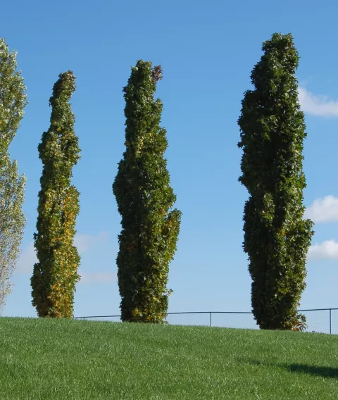 Liquidambar styr. 'Slender Silhouette'