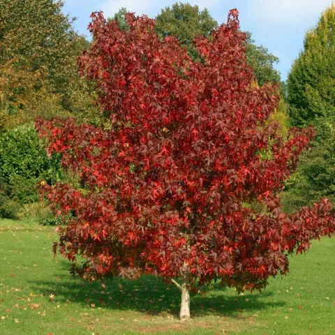 Liquidambar styraciflua 'Stared'