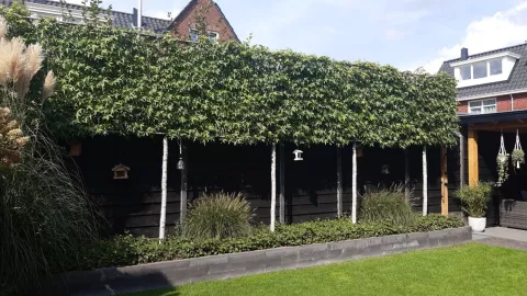 Liquidambar styraciflua