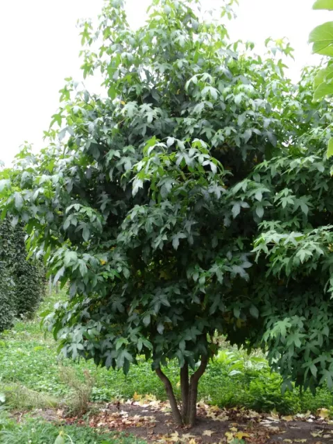 Liquidambar styraciflua