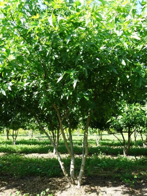 Liquidambar styraciflua 'Worplesdon'