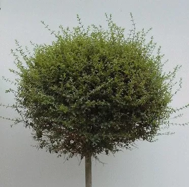 Ligustrum jonandrum