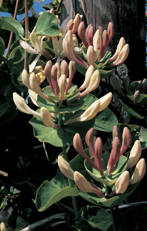 Lonicera caprifolium