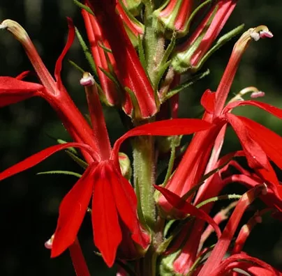 Lobelia cardinalis