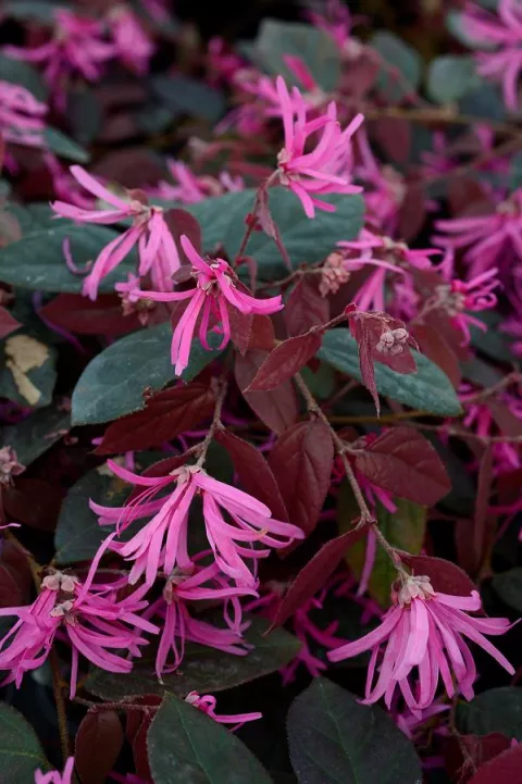 Loropetalum chin. 'Fire Dance'