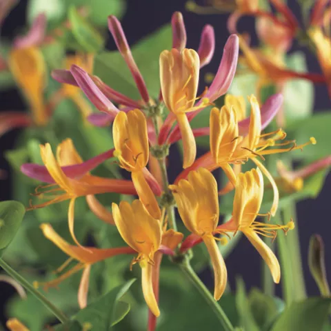 Lonicera heckrottii 'American Beauty'