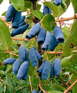Lonicera caerulea kamtschatka BLAUWE HONINGBES