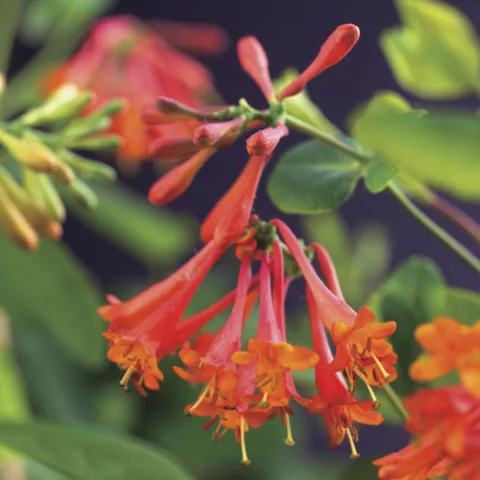 Lonicera 'Dropmore Scarlet'