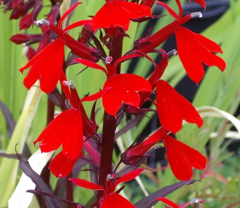 Lobelia fulgens 'Queen Victoria'