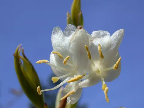 Lonicera fragrantissima