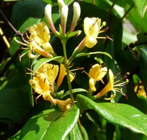 Lonicera h. 'Copper Beauty'
