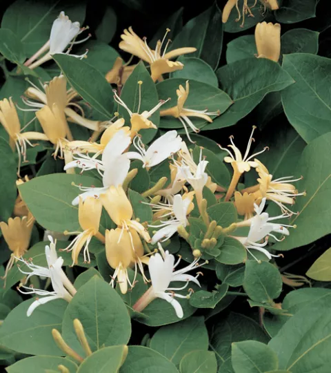 Lonicera japonica 'Hall's Prolific'