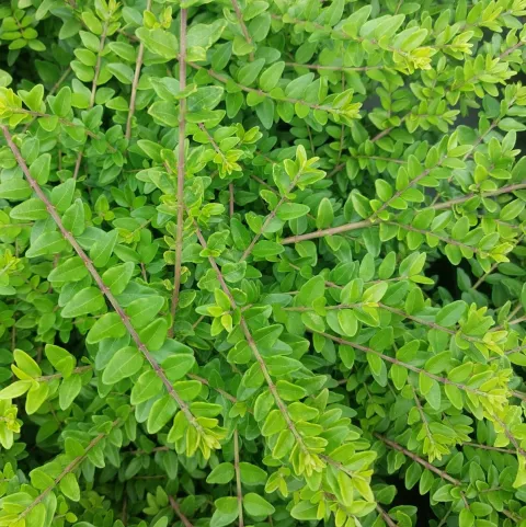 Lonicera nit. 'Elegant'