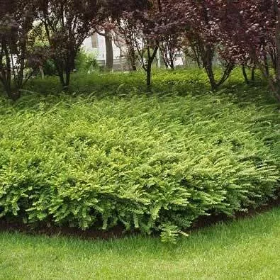 Lonicera nit. 'Maigruen'