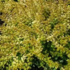 Lonicera nit. 'Twiggy'