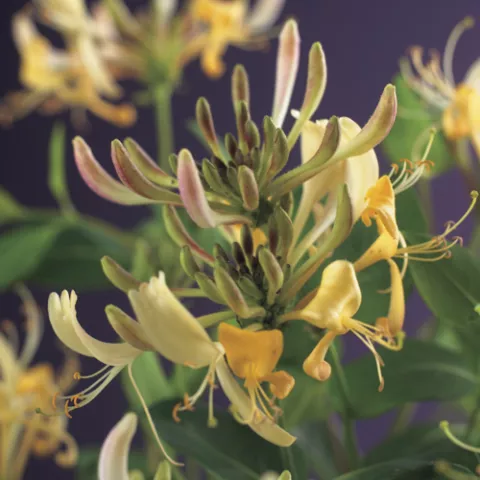 Lonicera periclymenum