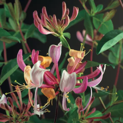 Lonicera per. 'Serotina'