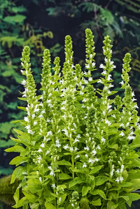 Lobelia syphilitica 'Alba'
