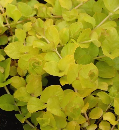 Lysimachia num. 'Aurea'