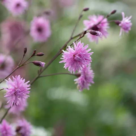 Lychnis 'Petite Jenny'