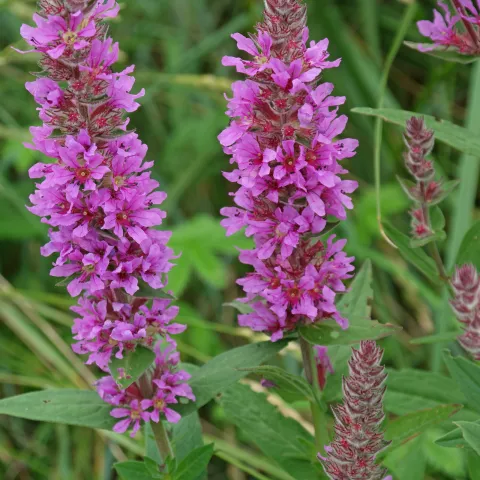 Lythrum salicaria