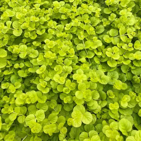 Lysimachia