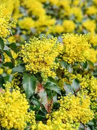 Mahonia aq. 'Apollo'