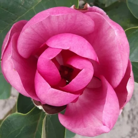 Magnolia 'Black Tulip'®