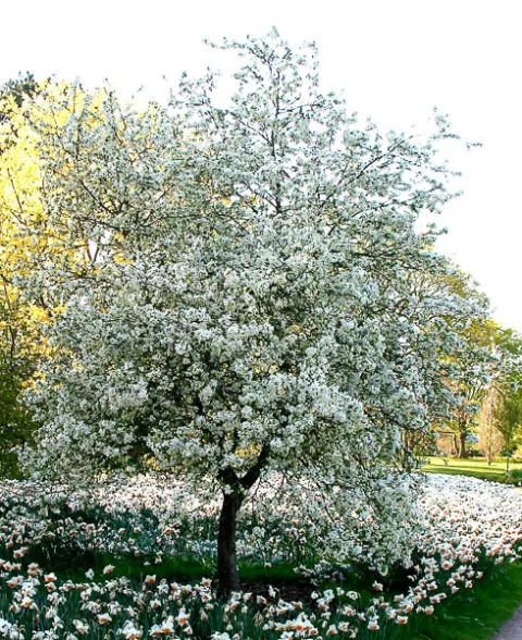 Malus 'Evereste'