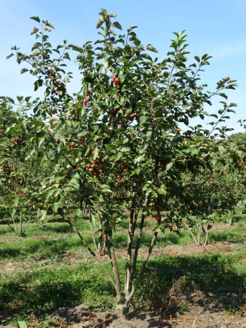 Malus 'Evereste'