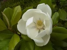 Magnolia grand. 'Little Gem'