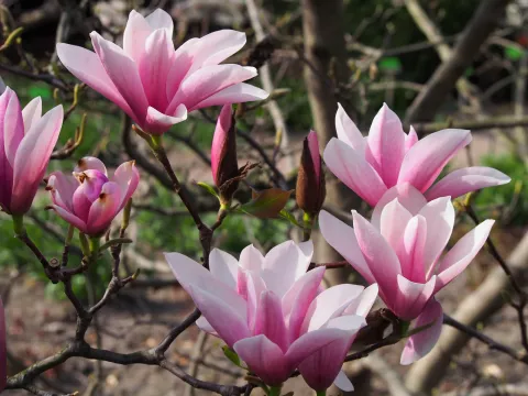 Magnolia 'Heaven Scent'
