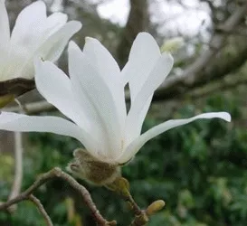 Magnolia kobus