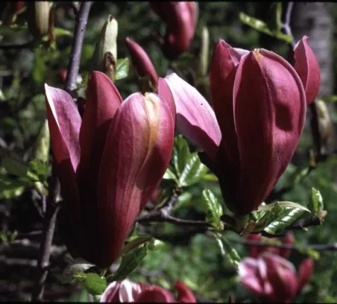 Magnolia liliiflora 'Nigra'