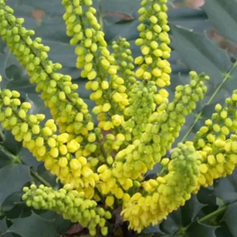 Mahonia media 'Winter Sun'