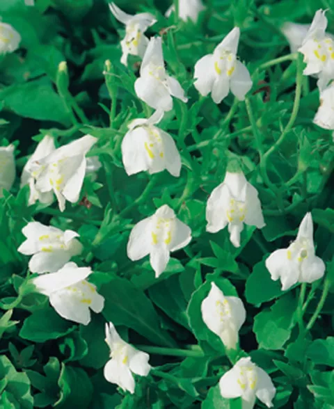 Mazus reptans 'Alba'