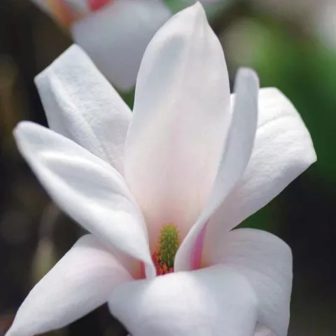Magnolia soul. 'Alba Superba'