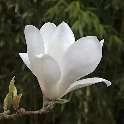 Magnolia soul. 'Lennei Alba'