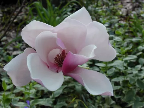 Magnolia soulangeana