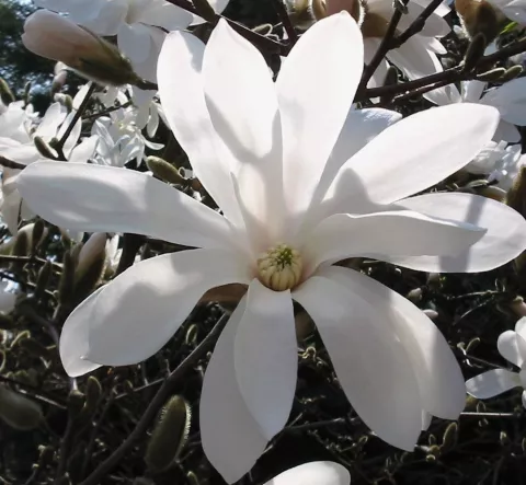 Magnolia stellata