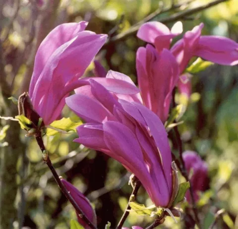Magnolia 'Susan'
