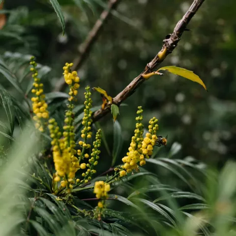 Mahonia 'Volcano'®